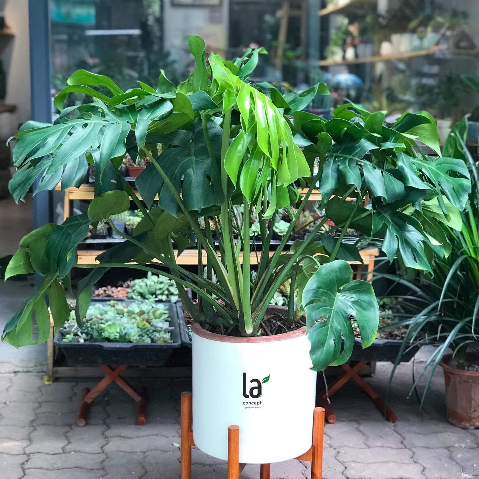 Monstera