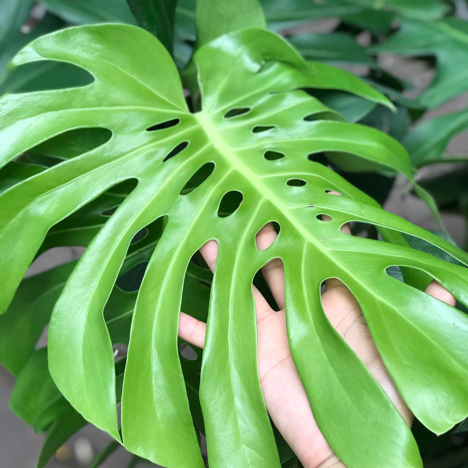 Monstera