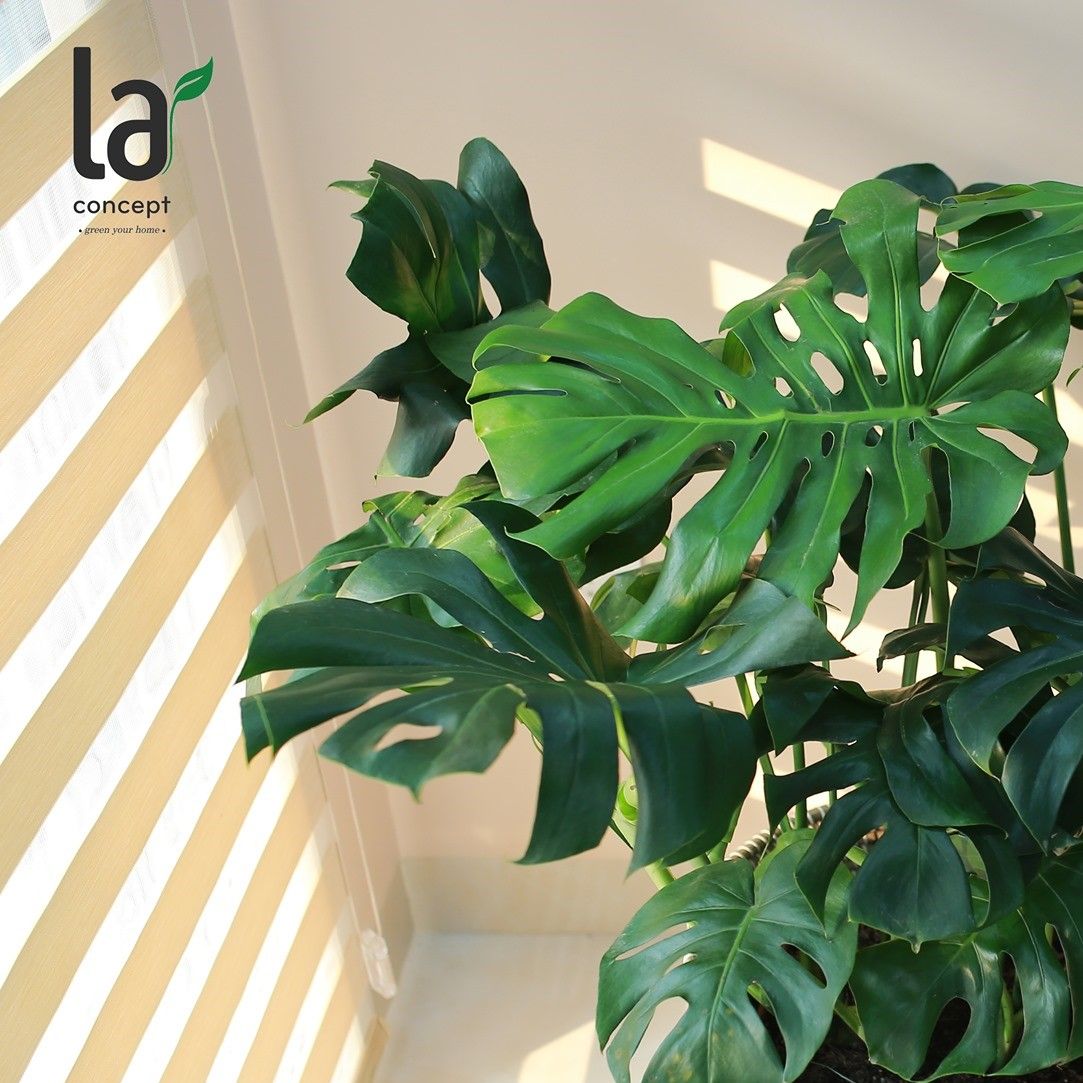 Monstera