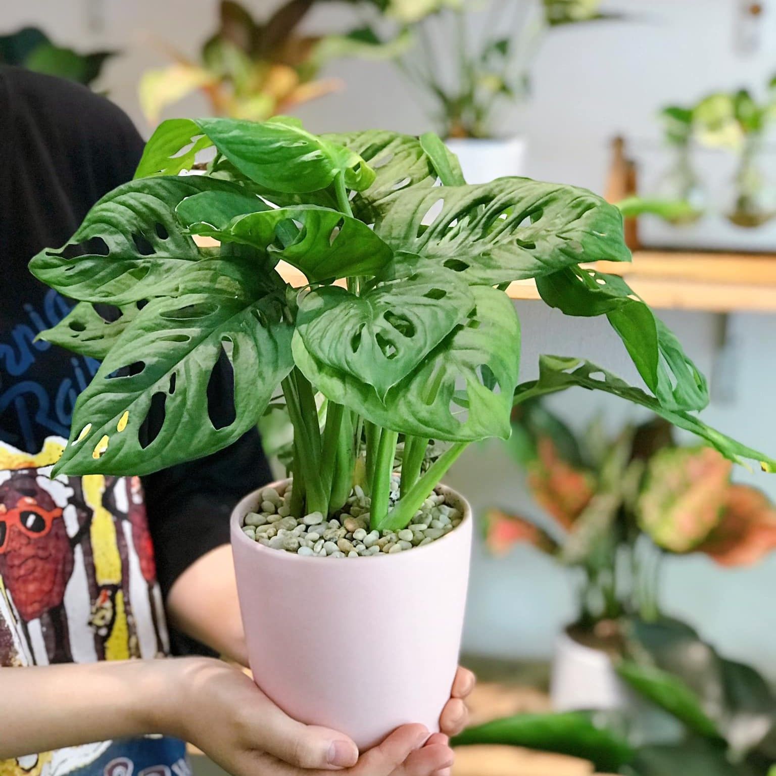 Trầu bà lá lỗ