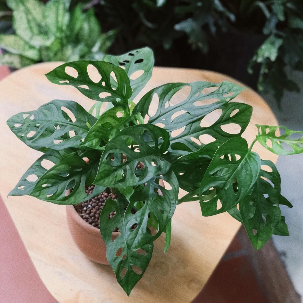 Trầu bà lá lỗ