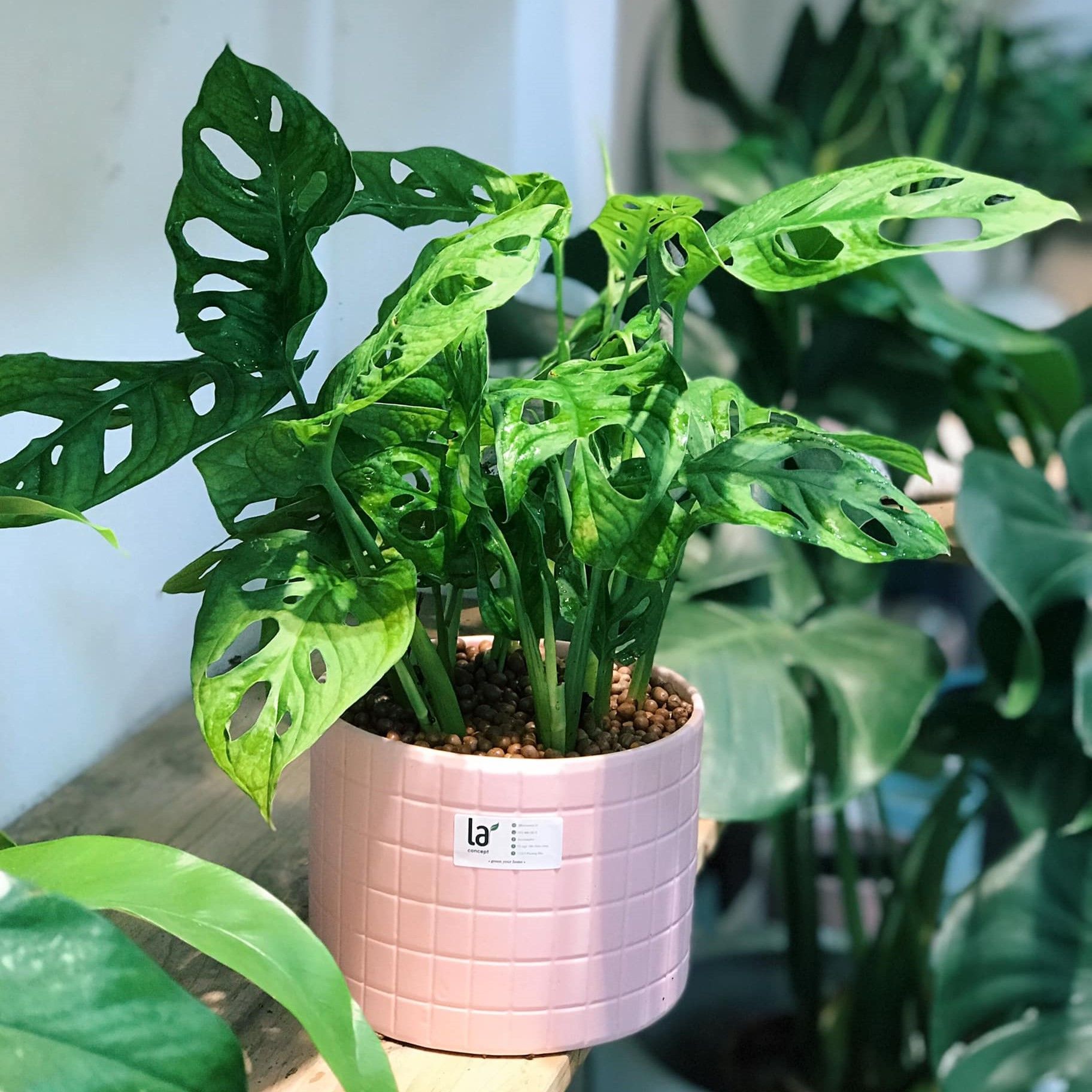 Trầu bà lá lỗ