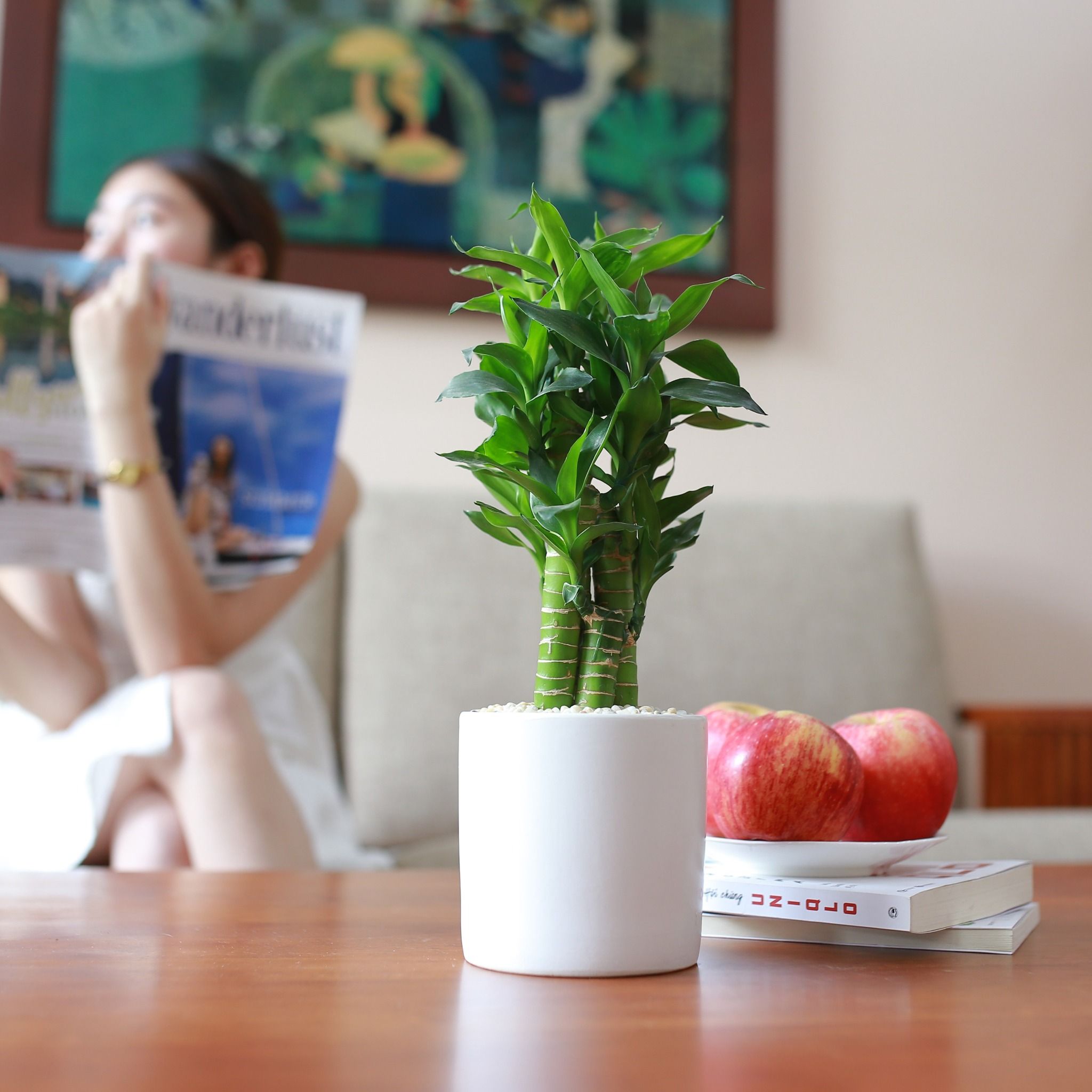 Trúc phát tài/Trúc phát lộc