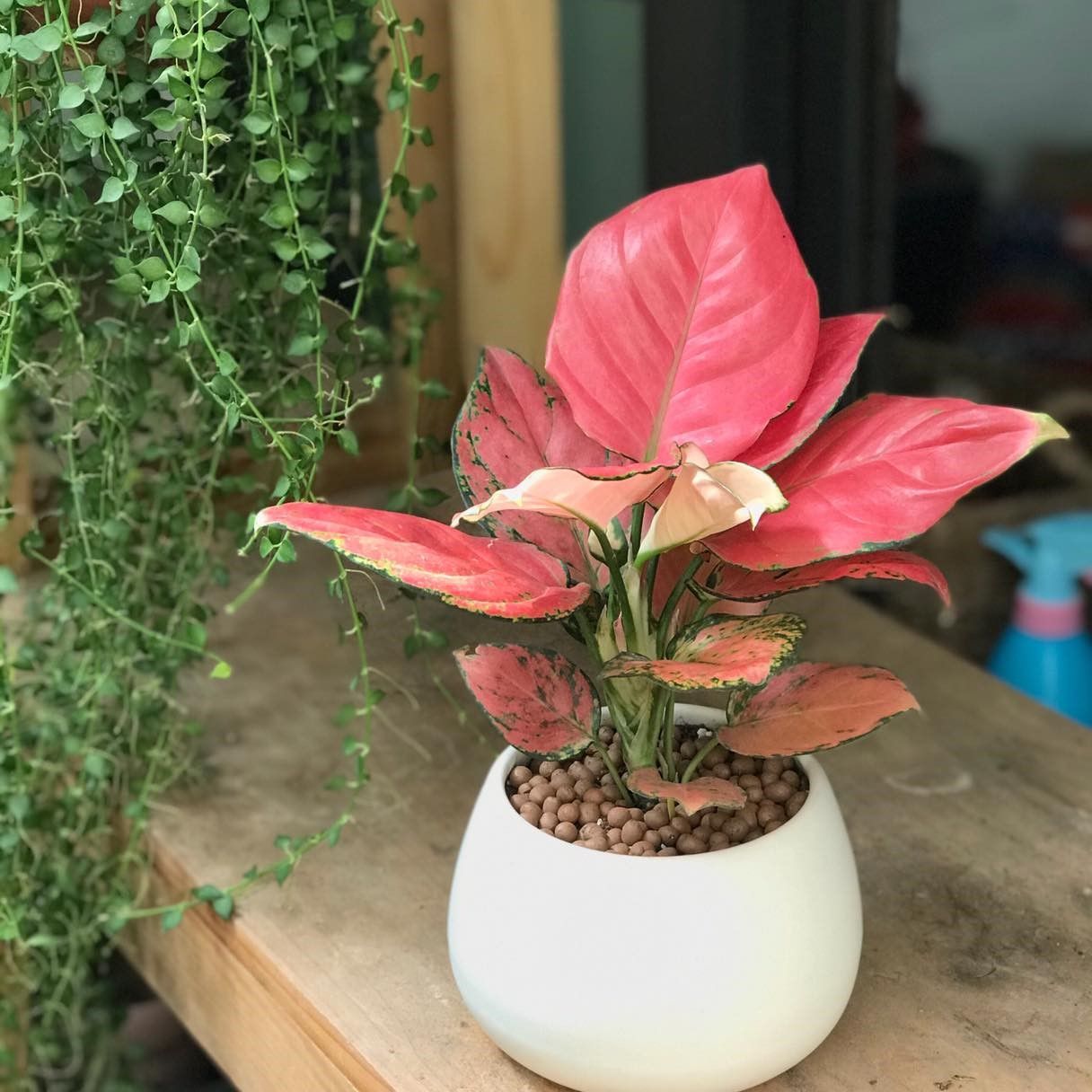 Vạn lộc hồng