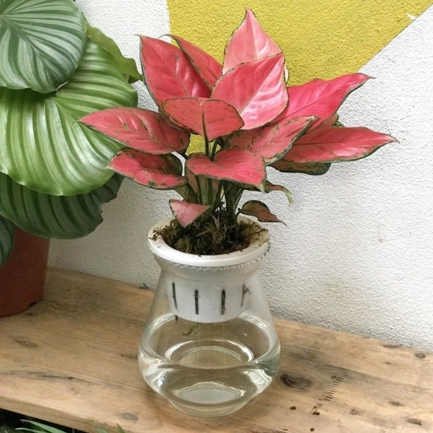 Vạn lộc hồng thủy sinh