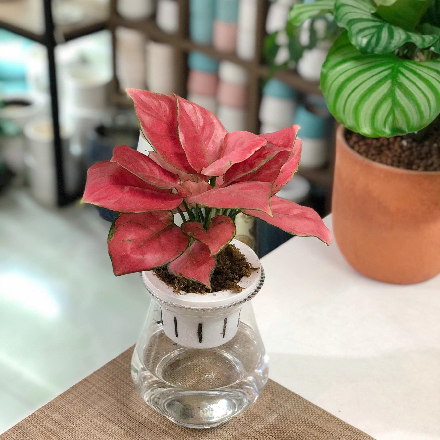 Vạn lộc hồng thủy sinh