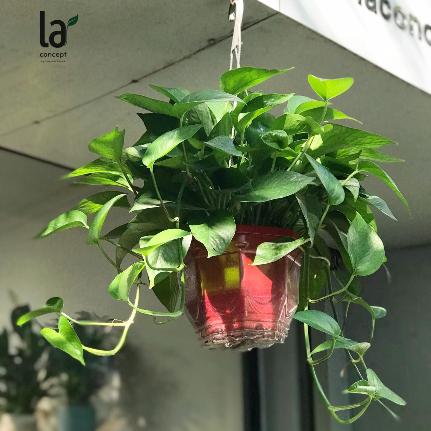 Vạn niên thanh/Trầu bà rũ