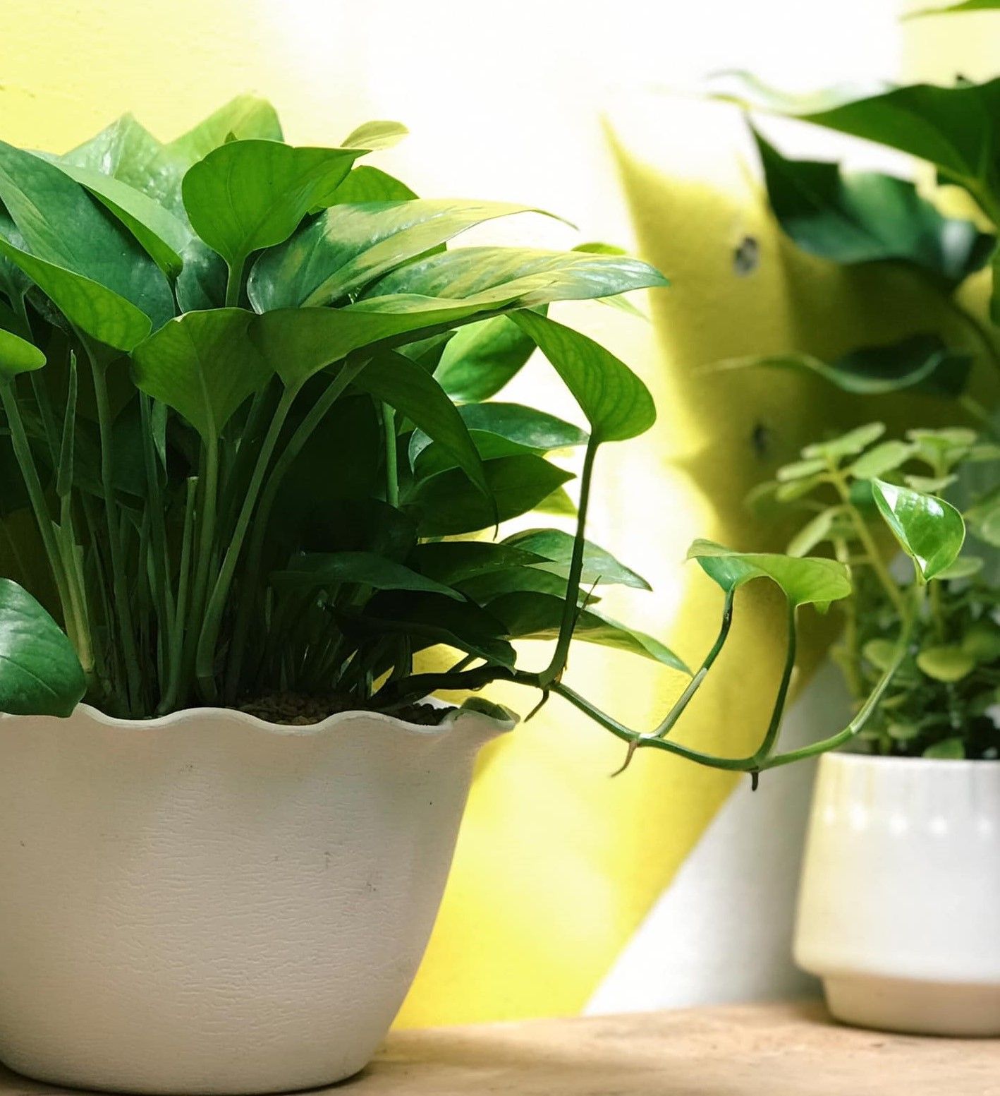 Vạn niên thanh/Trầu bà rũ