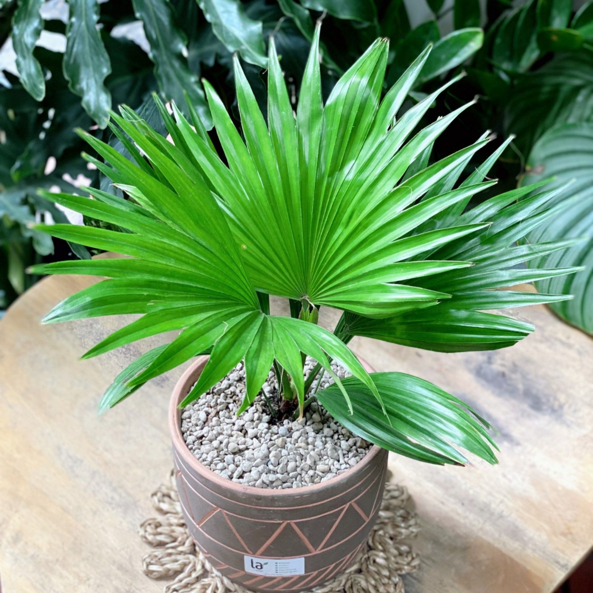 Cọ mini