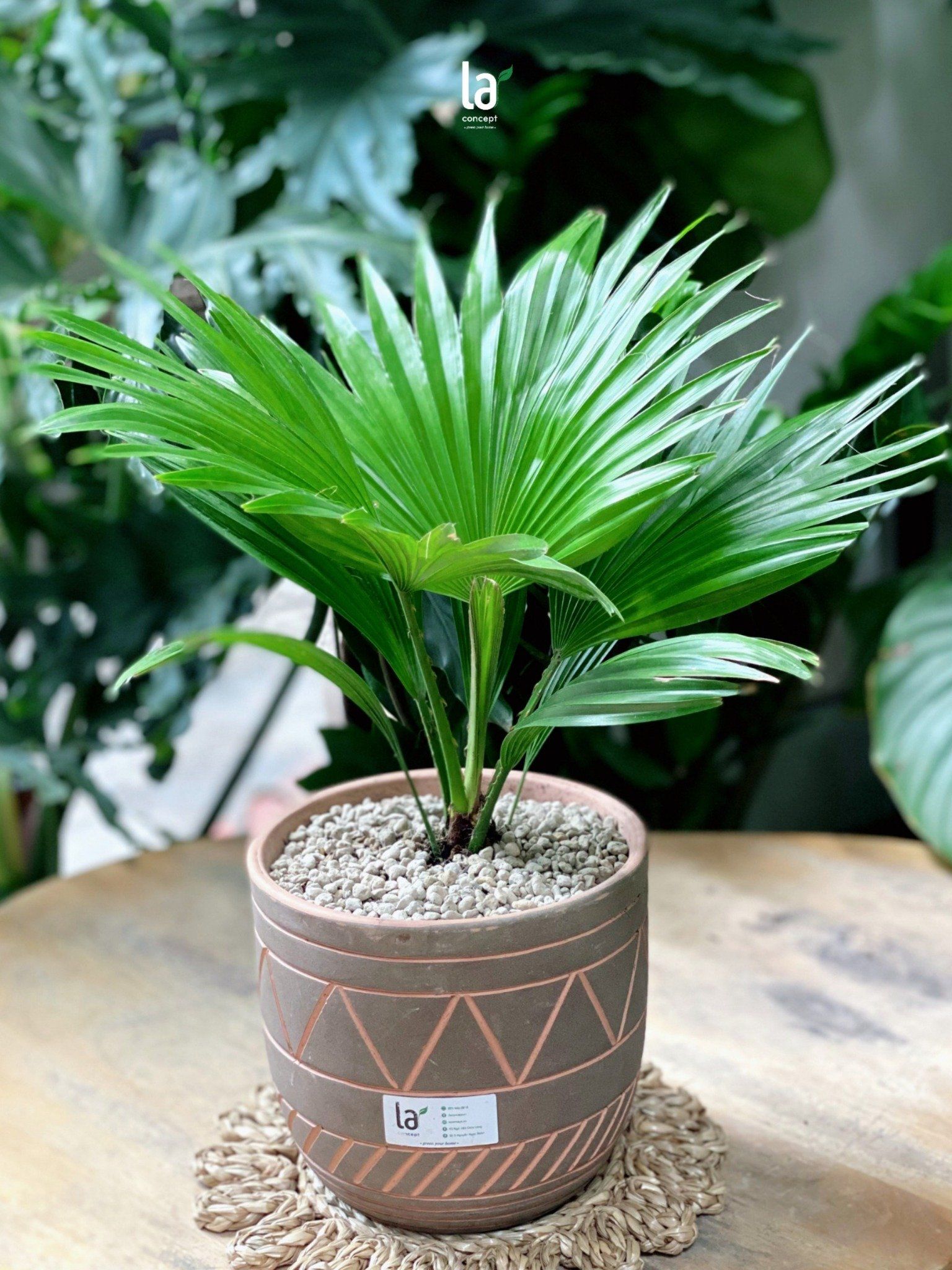 Cọ mini