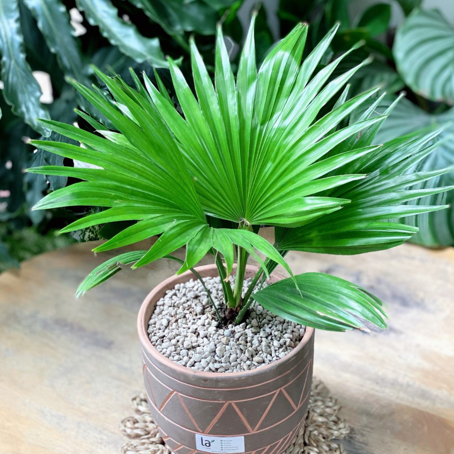 Cọ mini