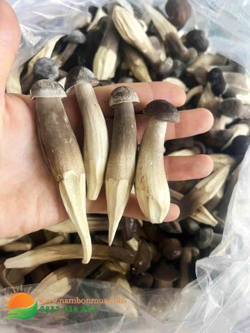 Nấm Mối Đen Sấy Khô - Cao Cấp | Giữ Trọn 100% Hương Vị