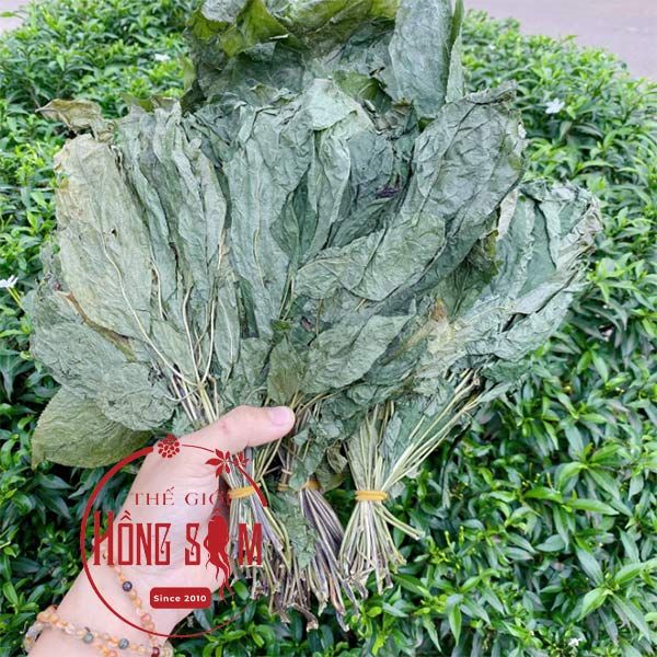 Lá Sâm Ngọc Linh Khô 100g