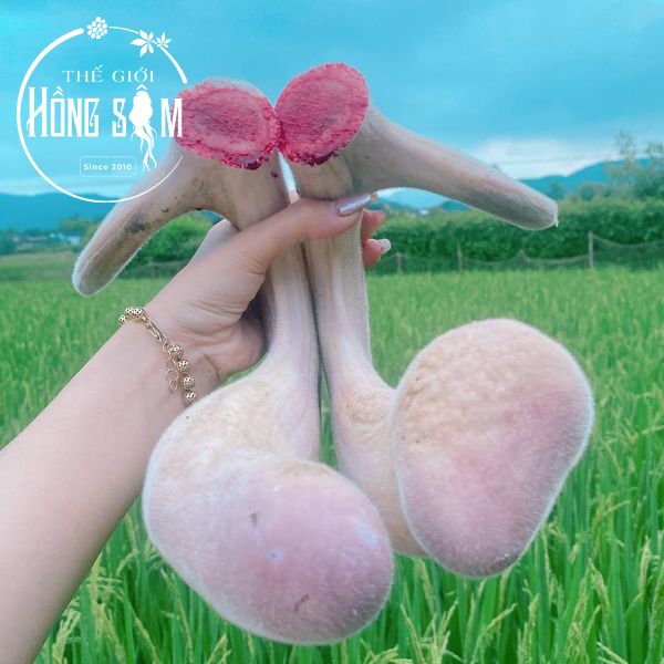 Nhung Hươu Tươi Hương Sơn (100g)