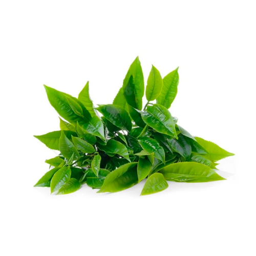 Chè Xanh Organic