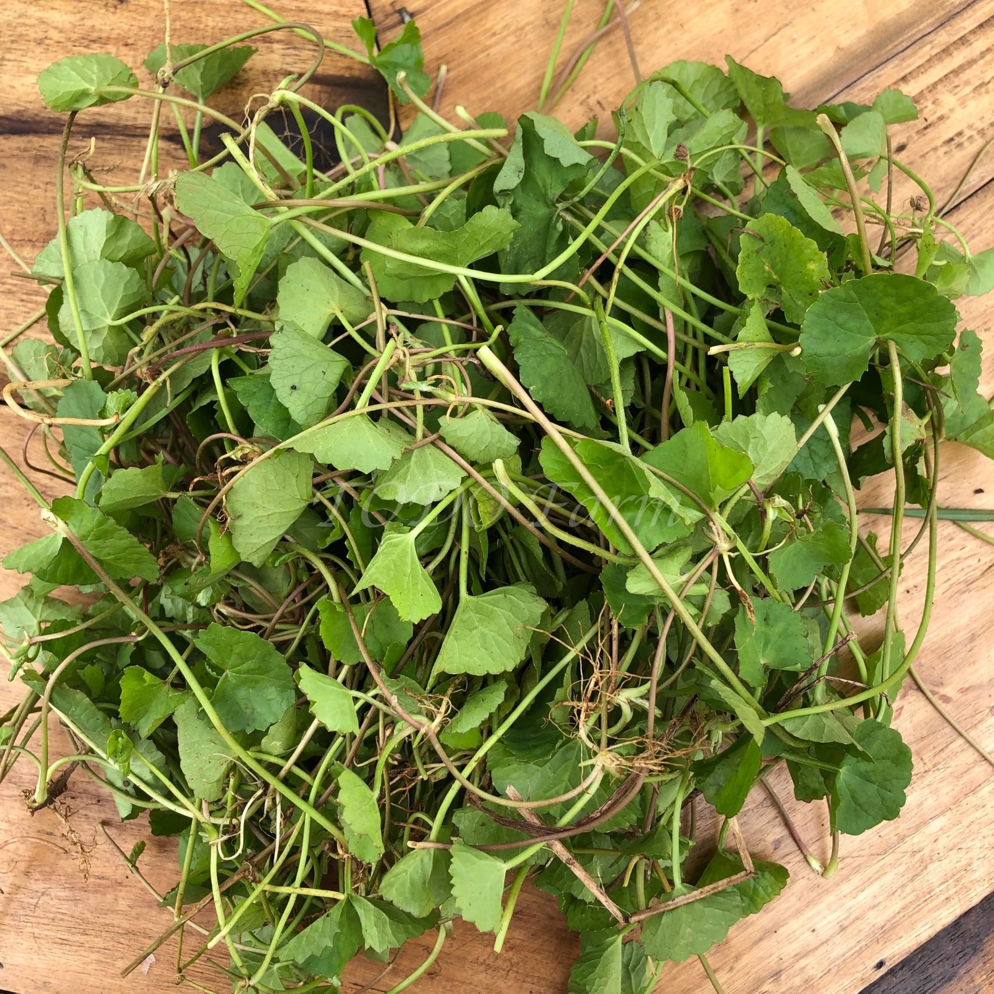 Rau Má Organic