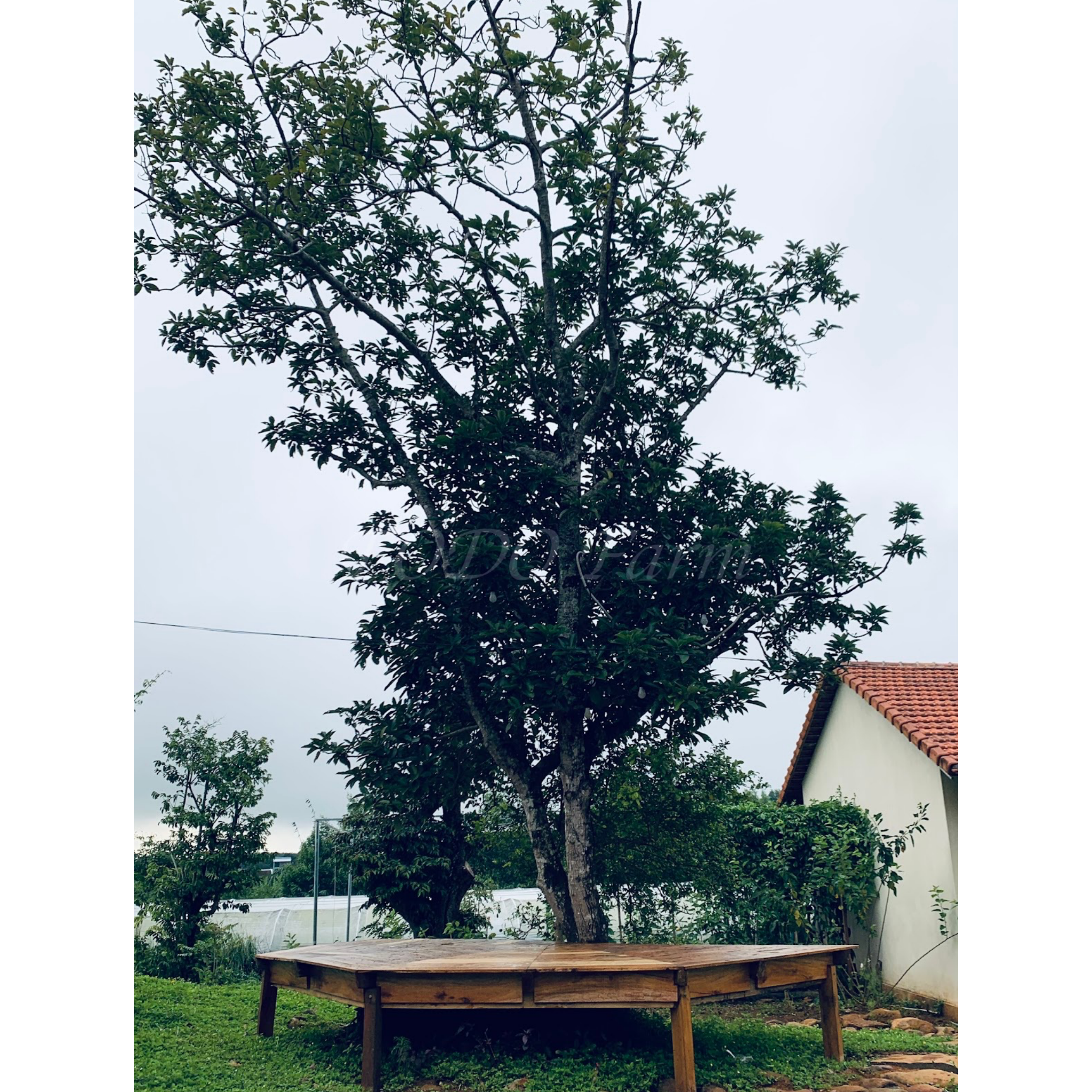 Phòng Hồ Cá