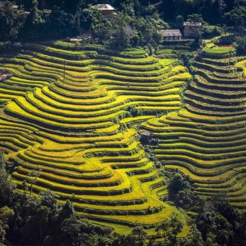 TOUR HÀ NỘI – HOÀNG SU PHÌ – SIMACAI – BẮC HÀ 3 NGÀY 2 ĐÊM