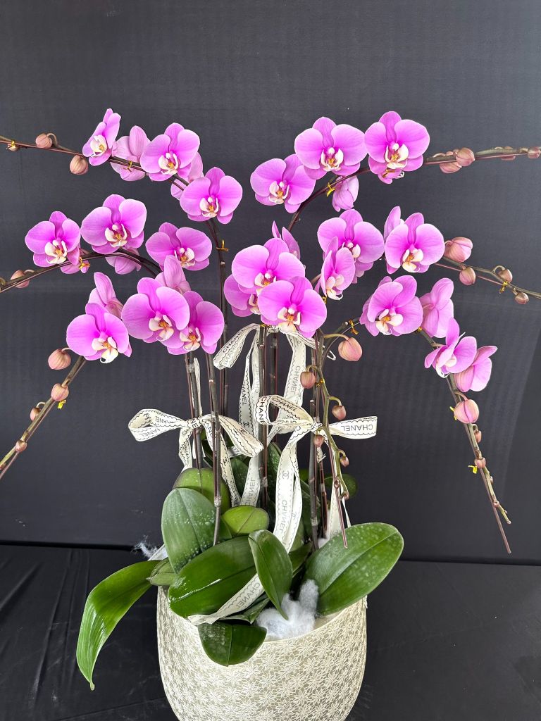 Lan Hồ Điệp - TG28