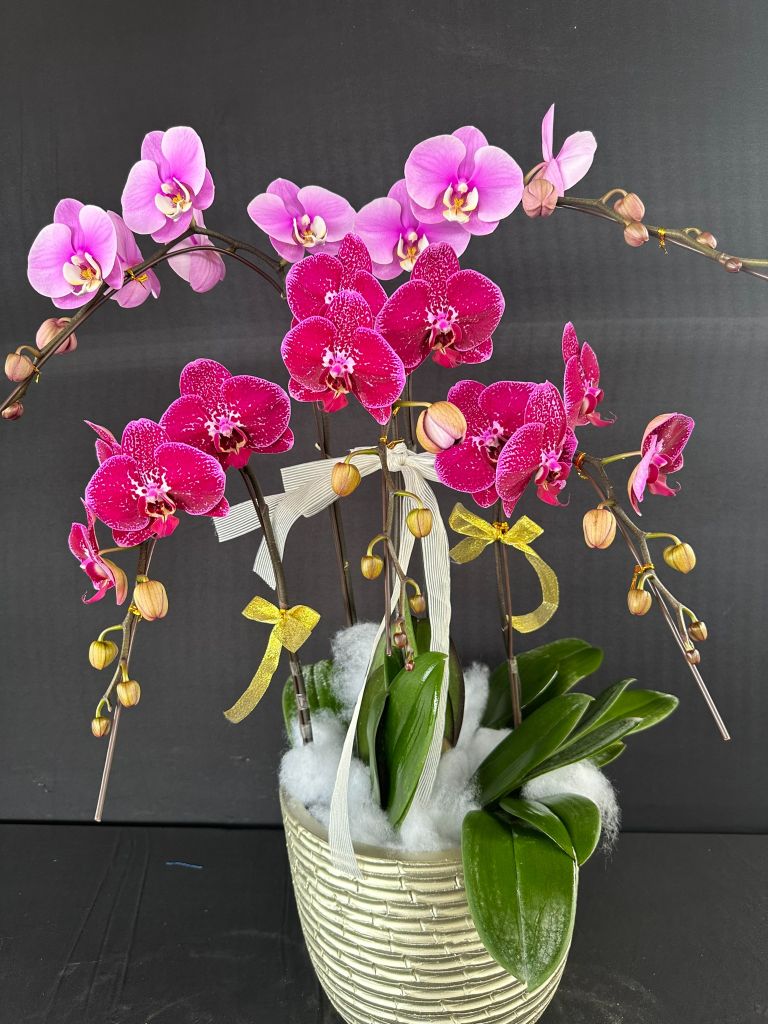 Lan Hồ Điệp - TG29