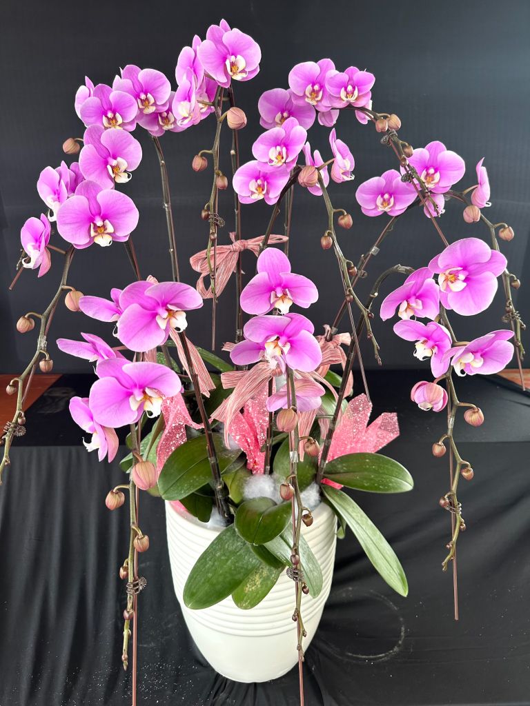 Lan Hồ Điệp - TG30