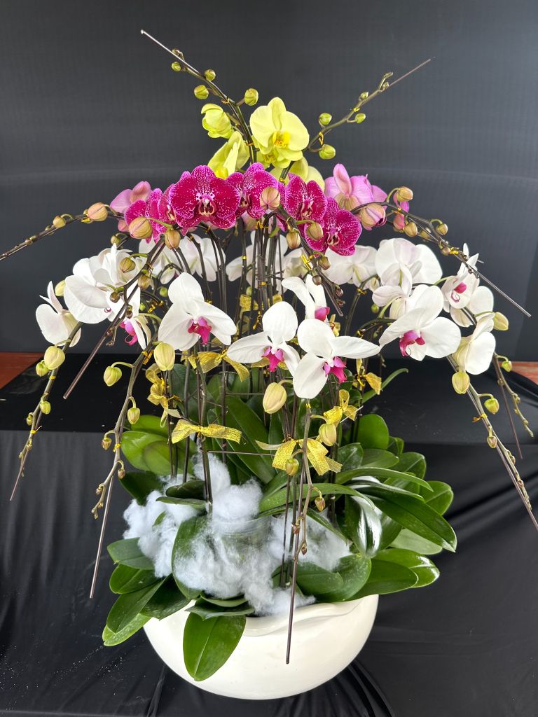 Lan Hồ Điệp - TG31