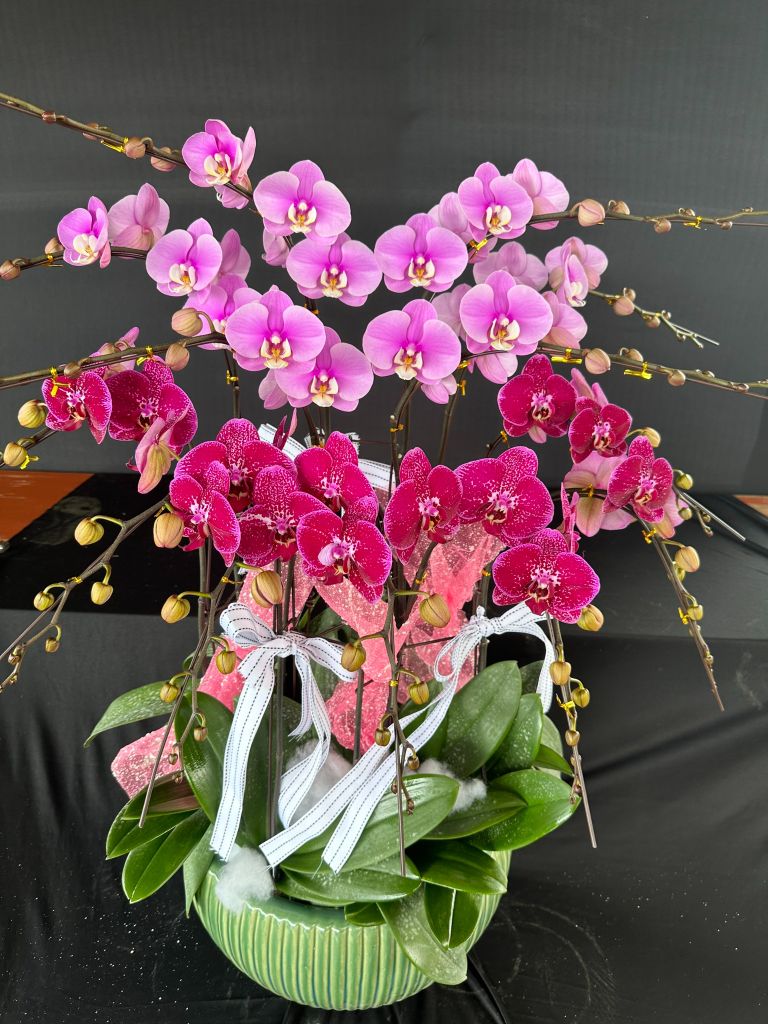 Lan Hồ Điệp - TG37