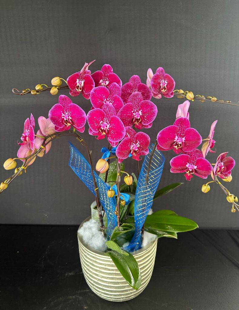 Lan Hồ Điệp - TG36
