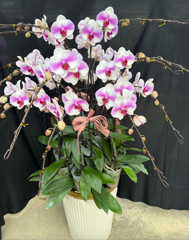 Lan Hồ Điệp - TG59
