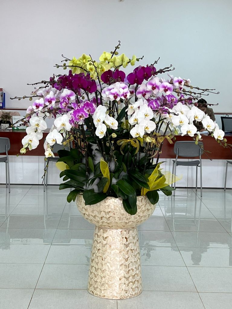Lan Hồ Điệp - TG67