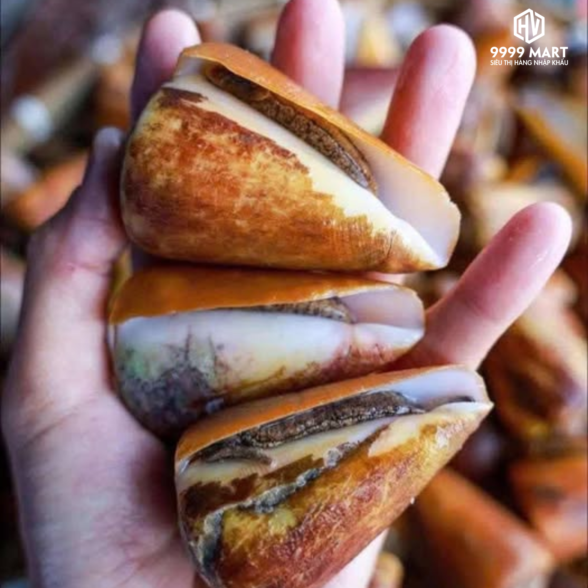 Ốc Ụ Vàng