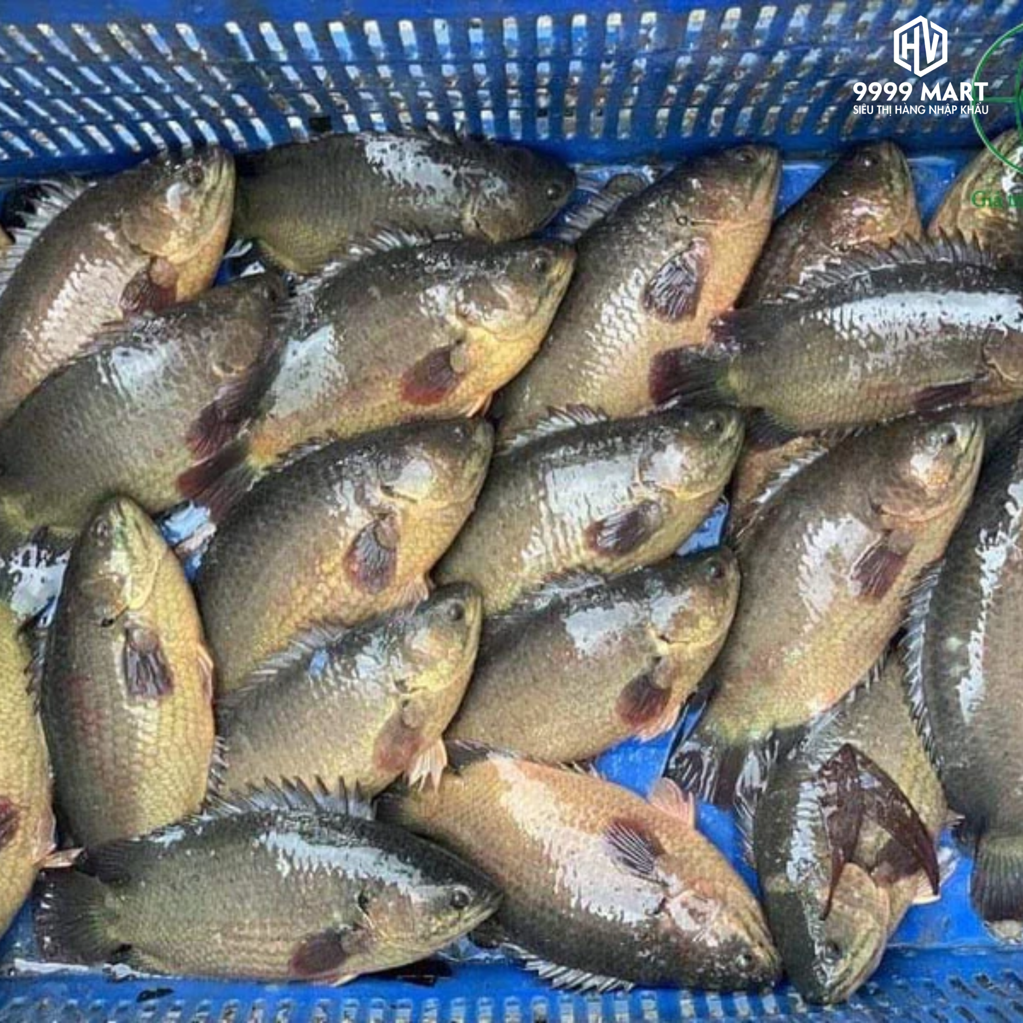 Cá Rô Đầu Vuông