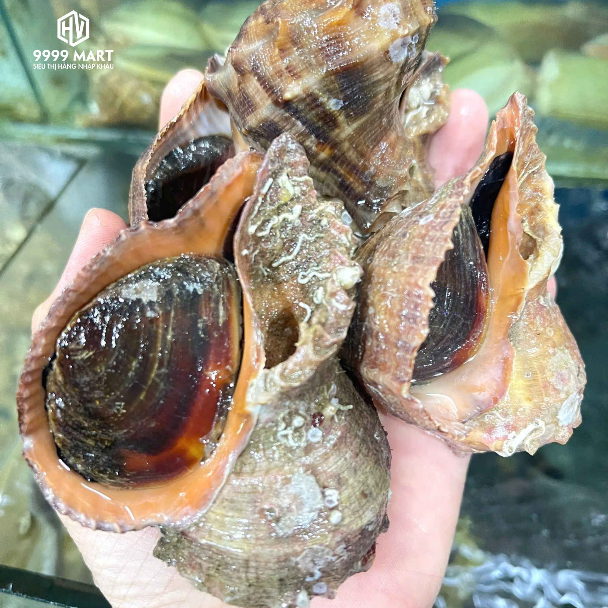 Ốc Miệng Rộng