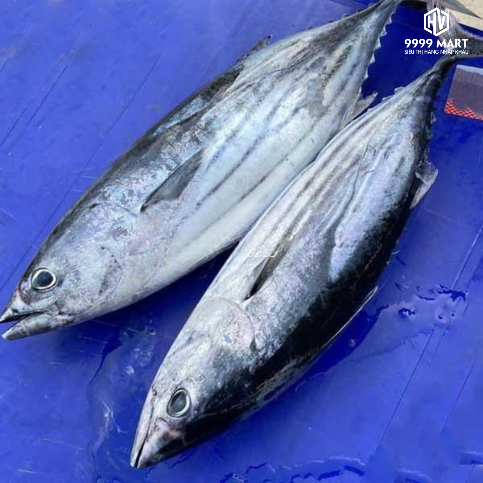 Cá Ngừ Sọc Dưa