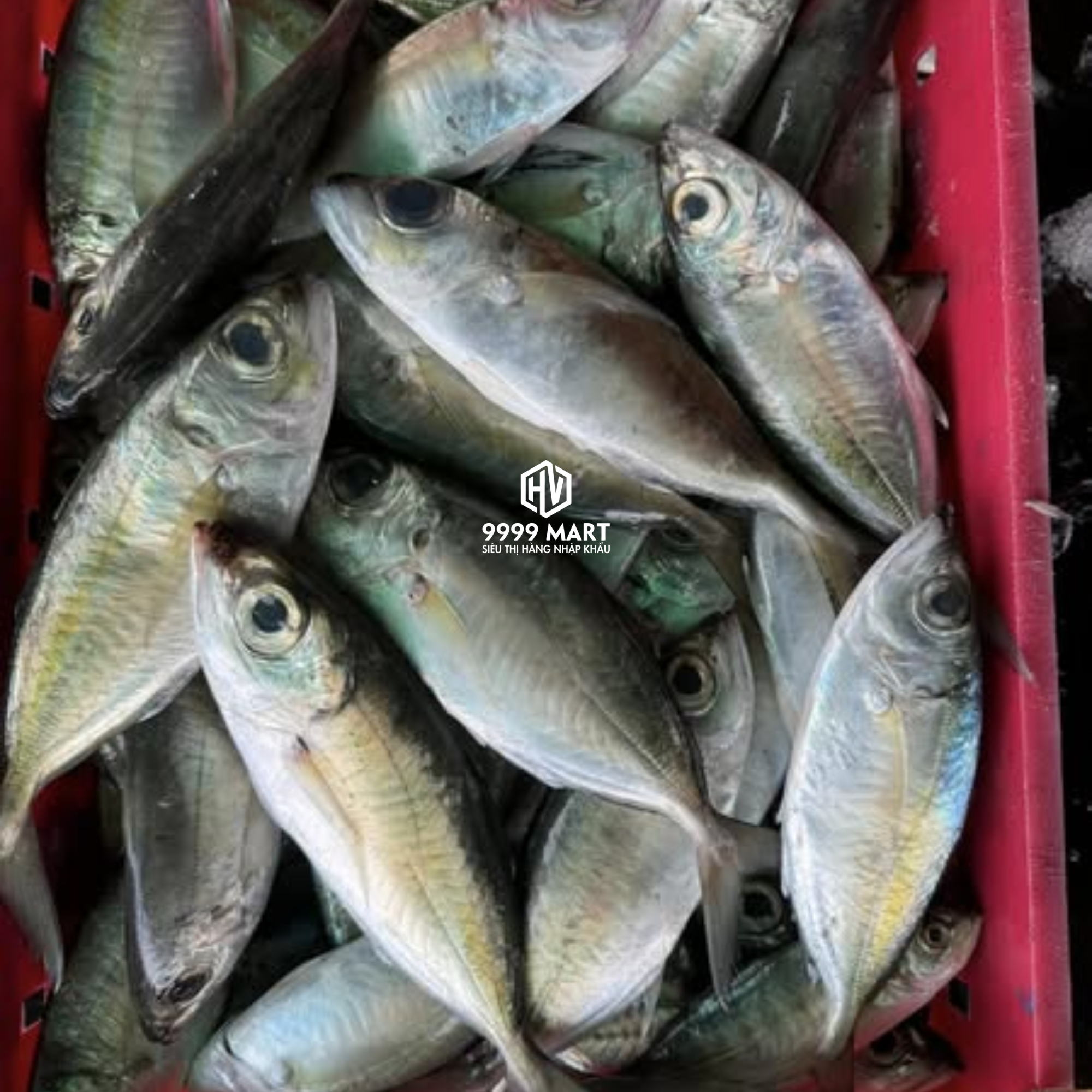 Cá Mắt Lộ