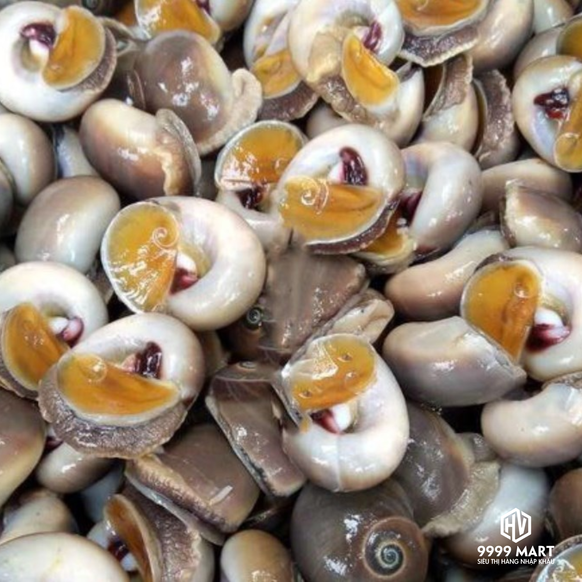Ốc Mỡ ĐL