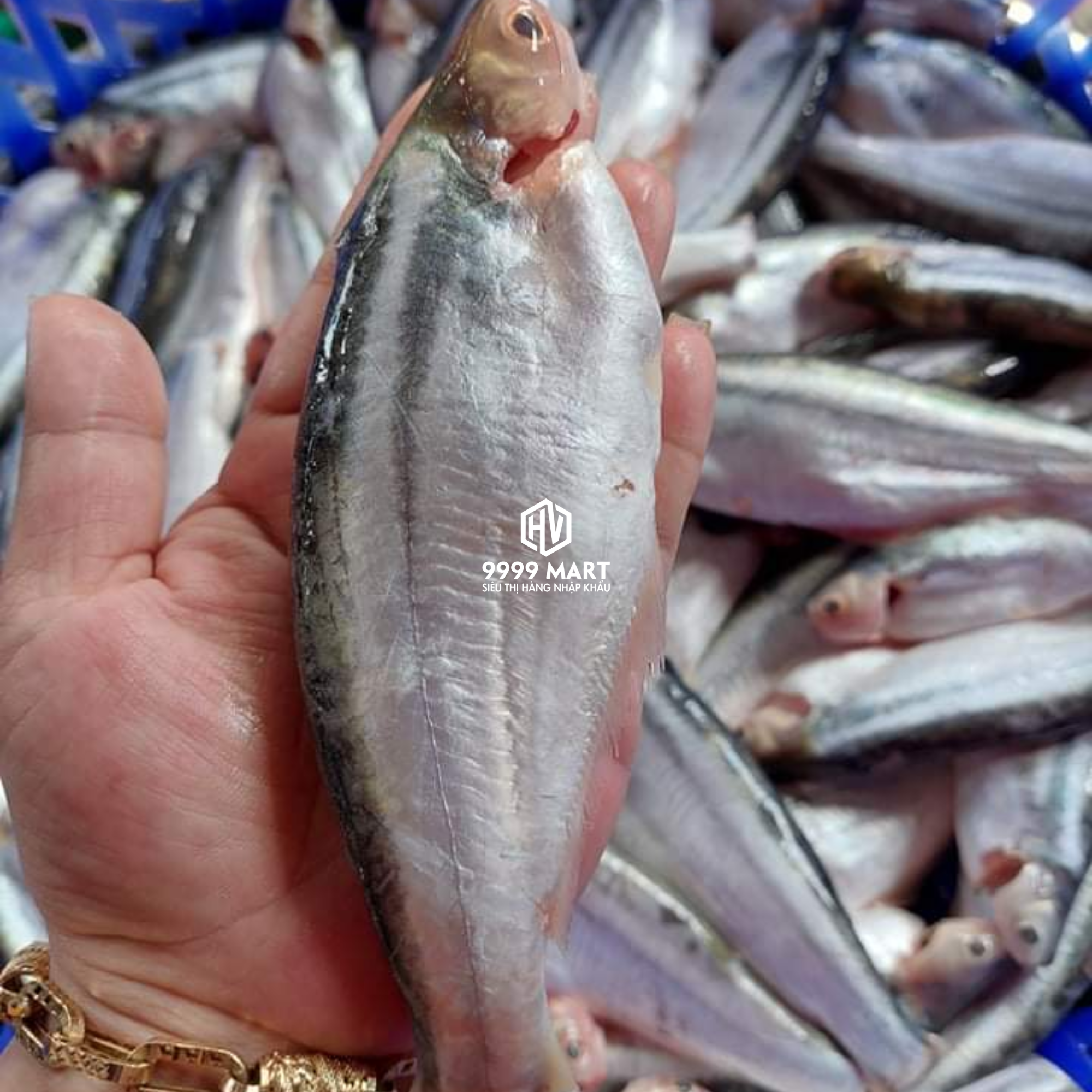 Cá Sóc Sọc