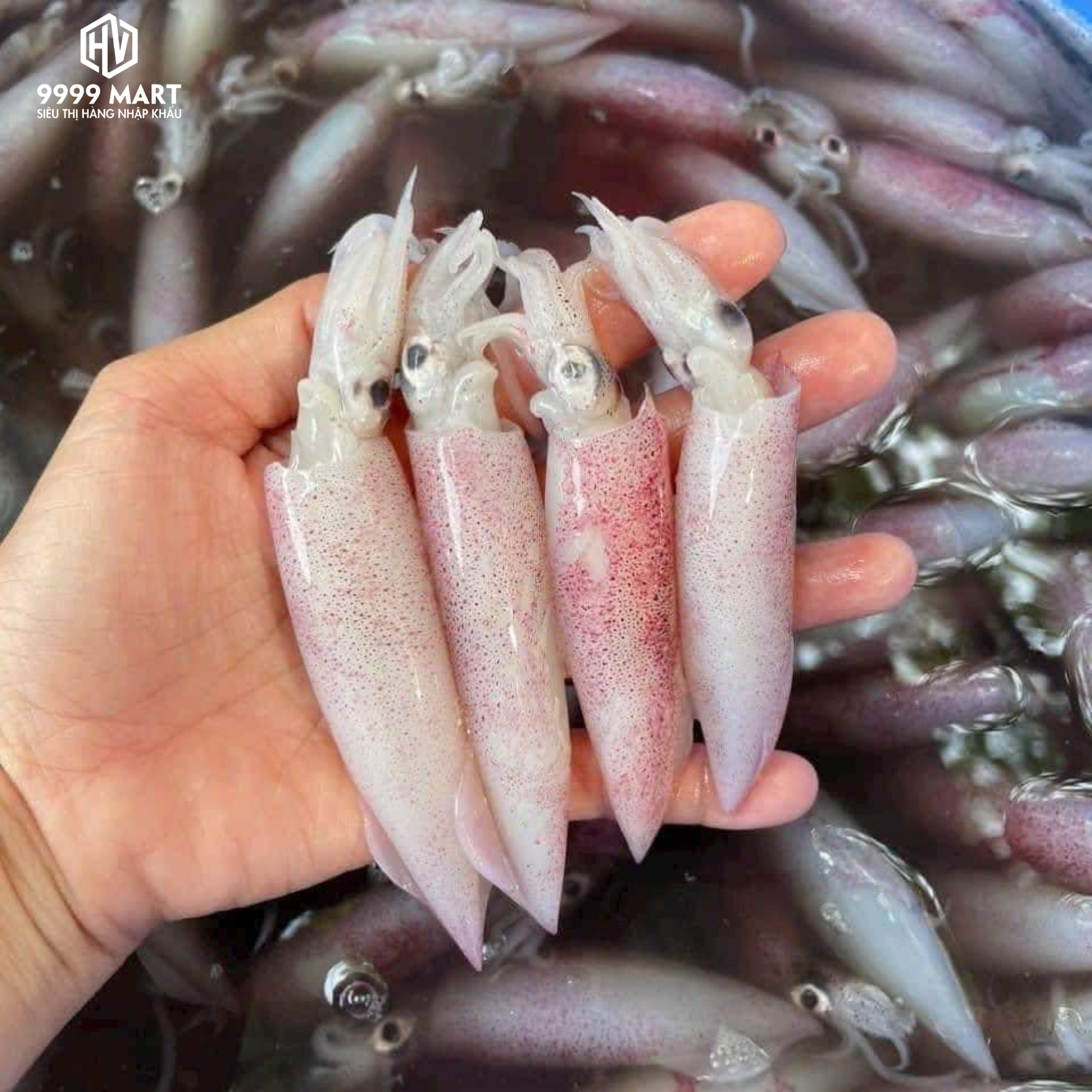 Mực Bèo Câu