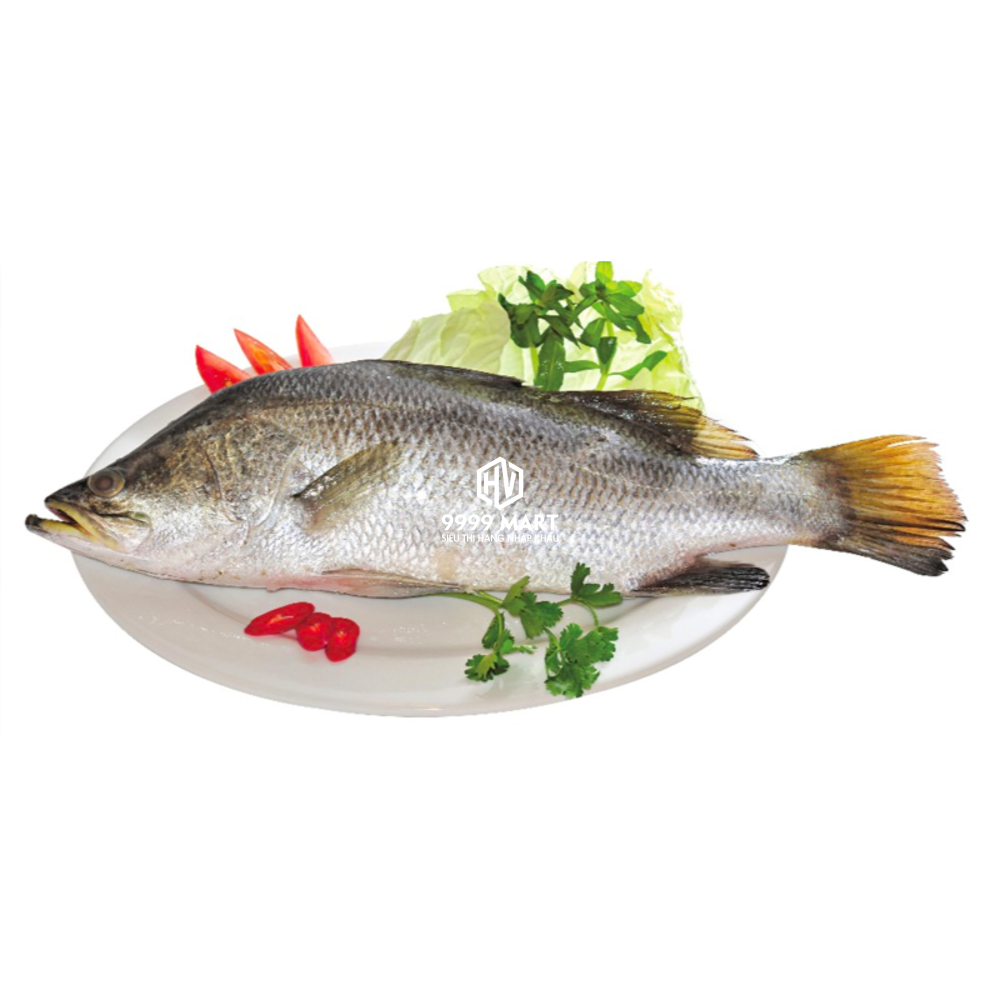 Cá Chẽm