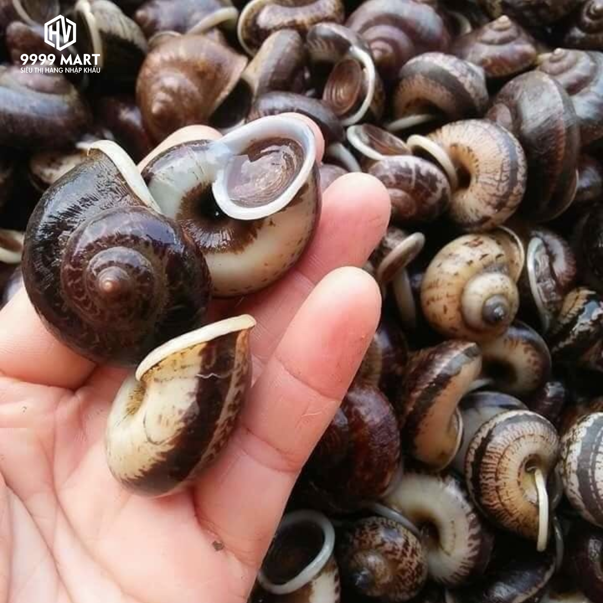 Ốc Núi