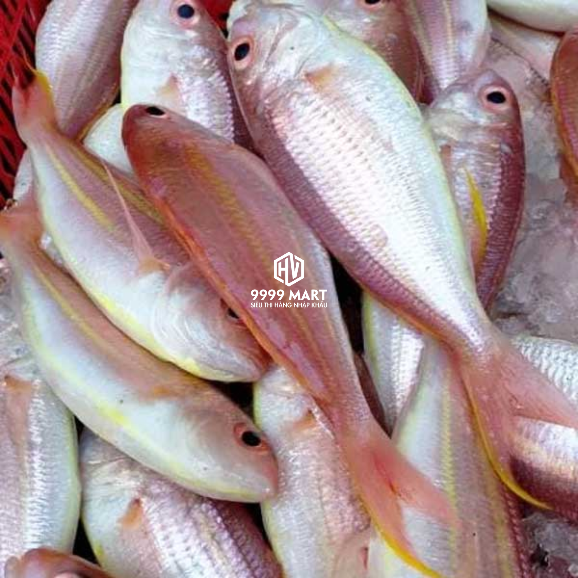 Cá Đổng