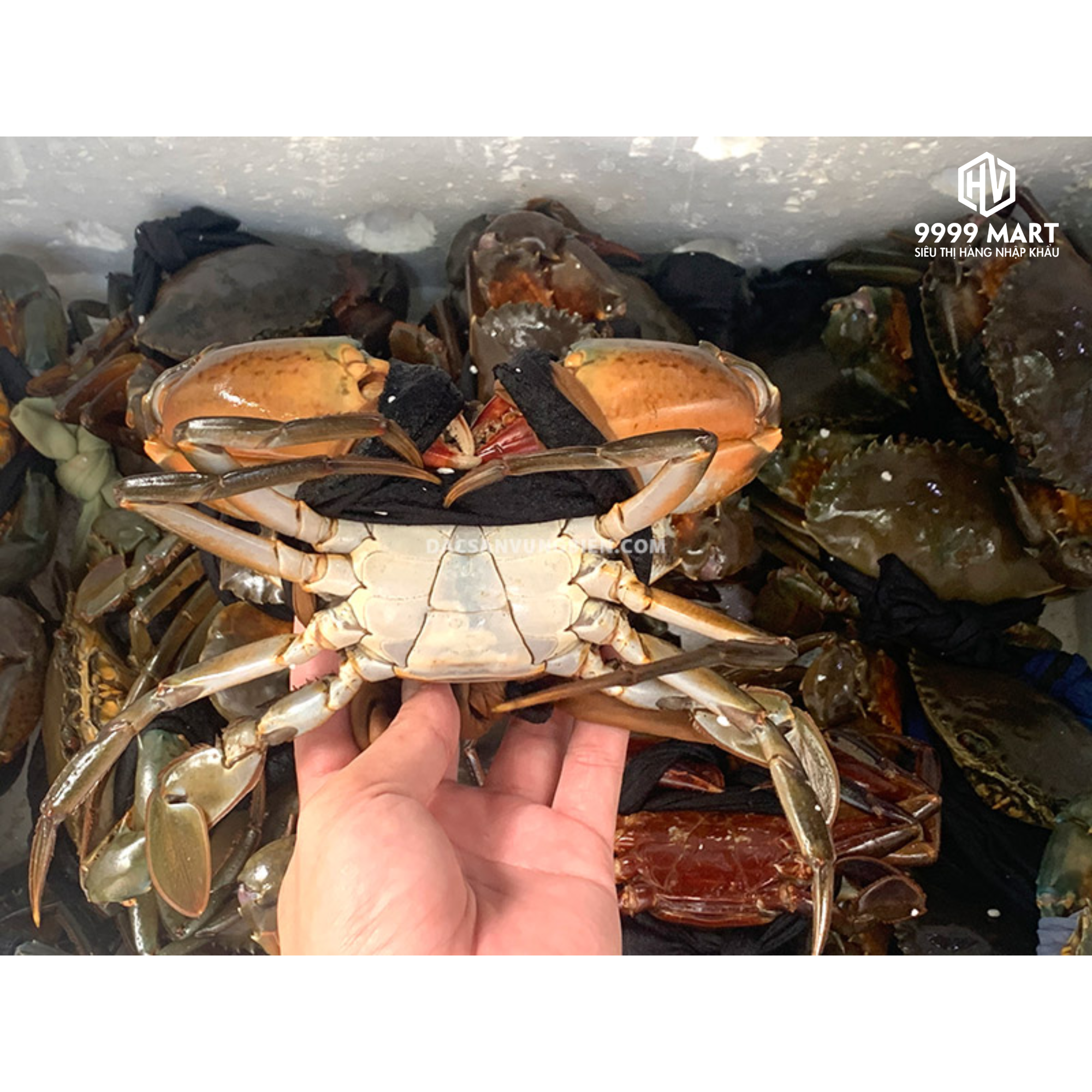 Cua Tứ Don (5 Con 1kg)
