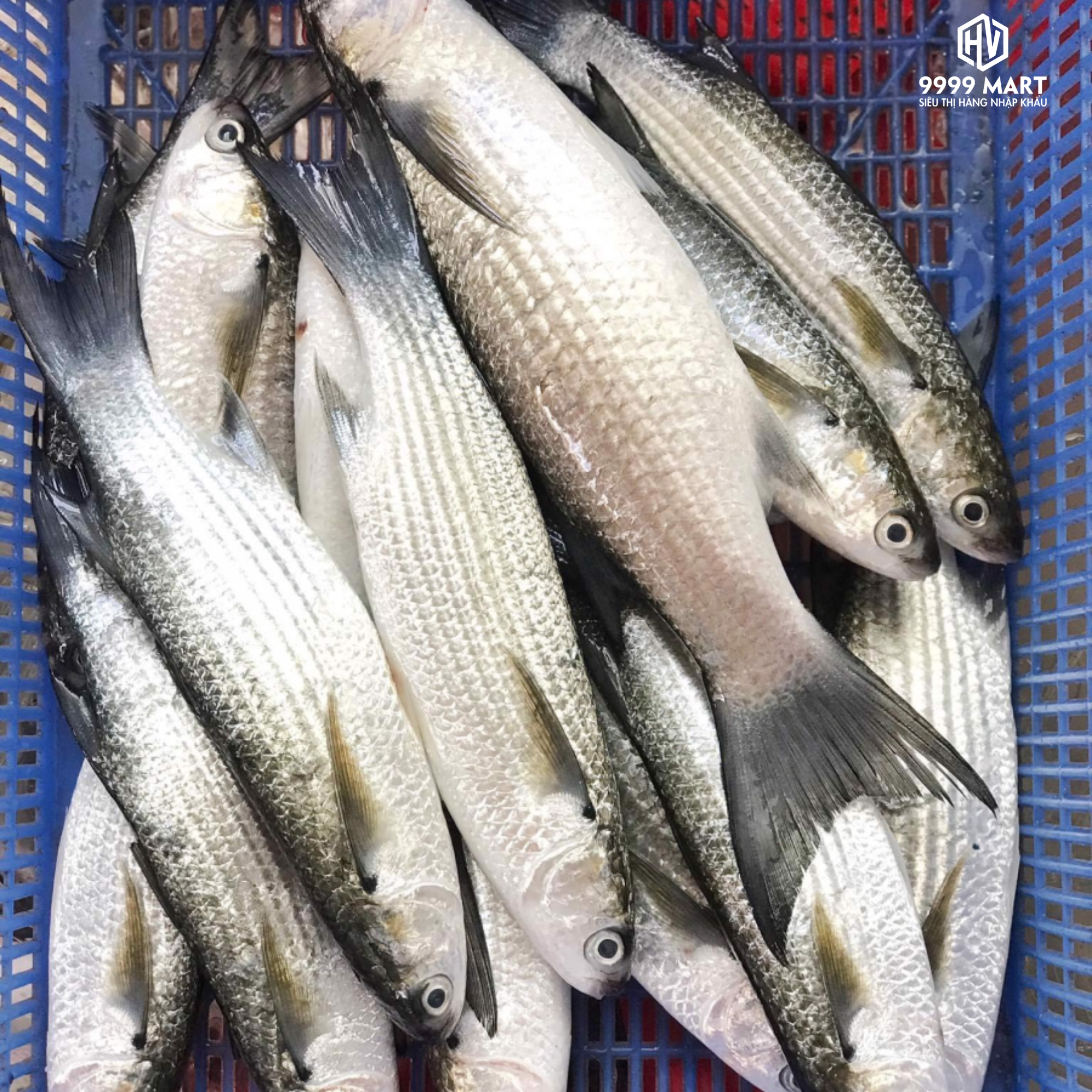Cá Đối