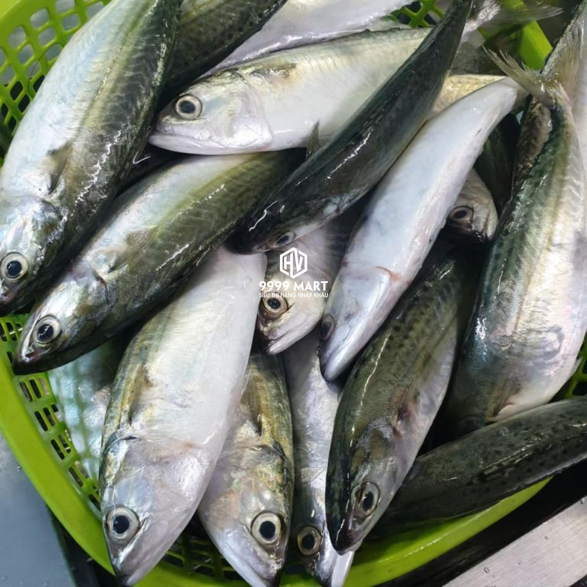 Cá Bạc Má