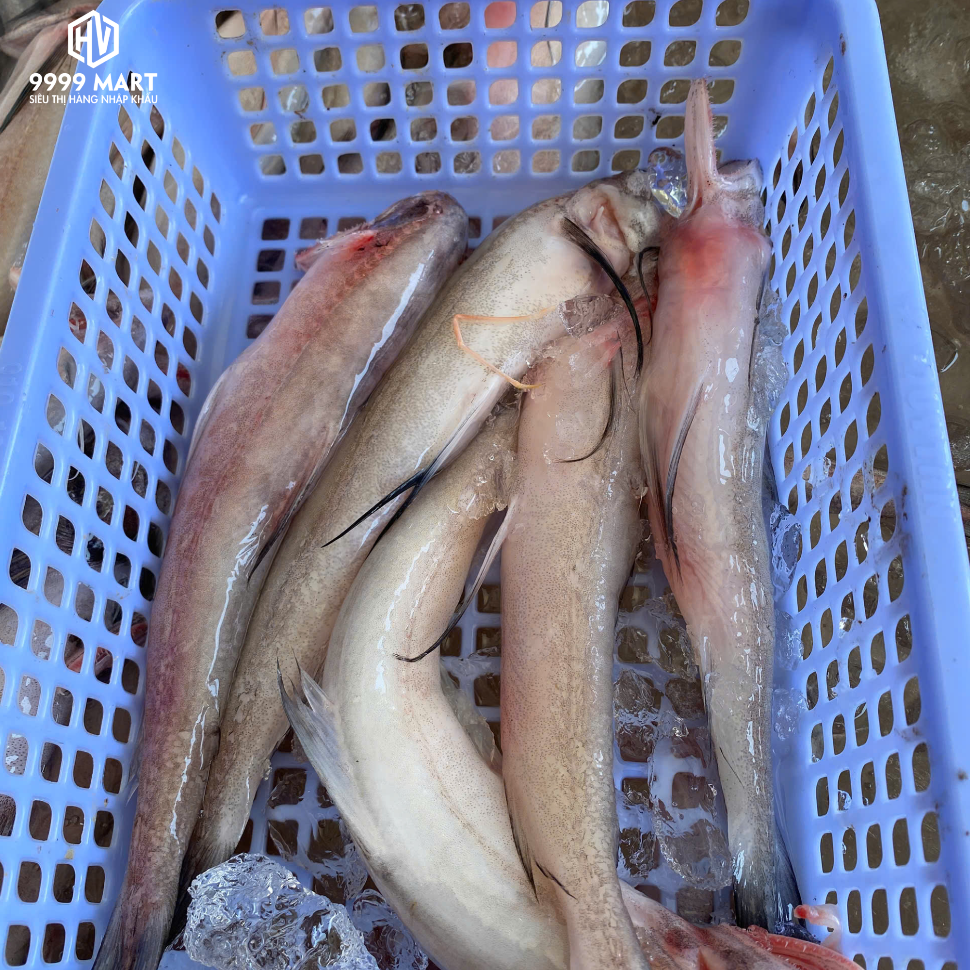 Cá Khoai