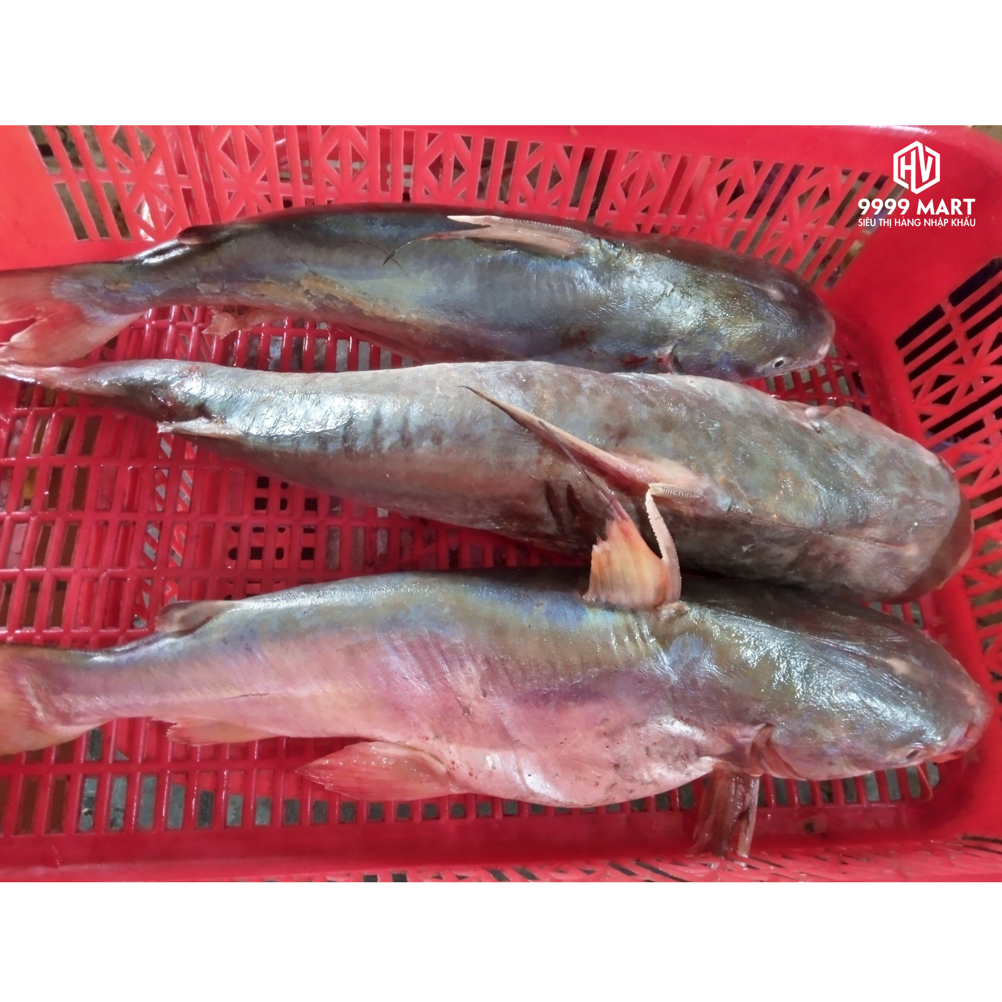 Cá Rún Làm Sạch