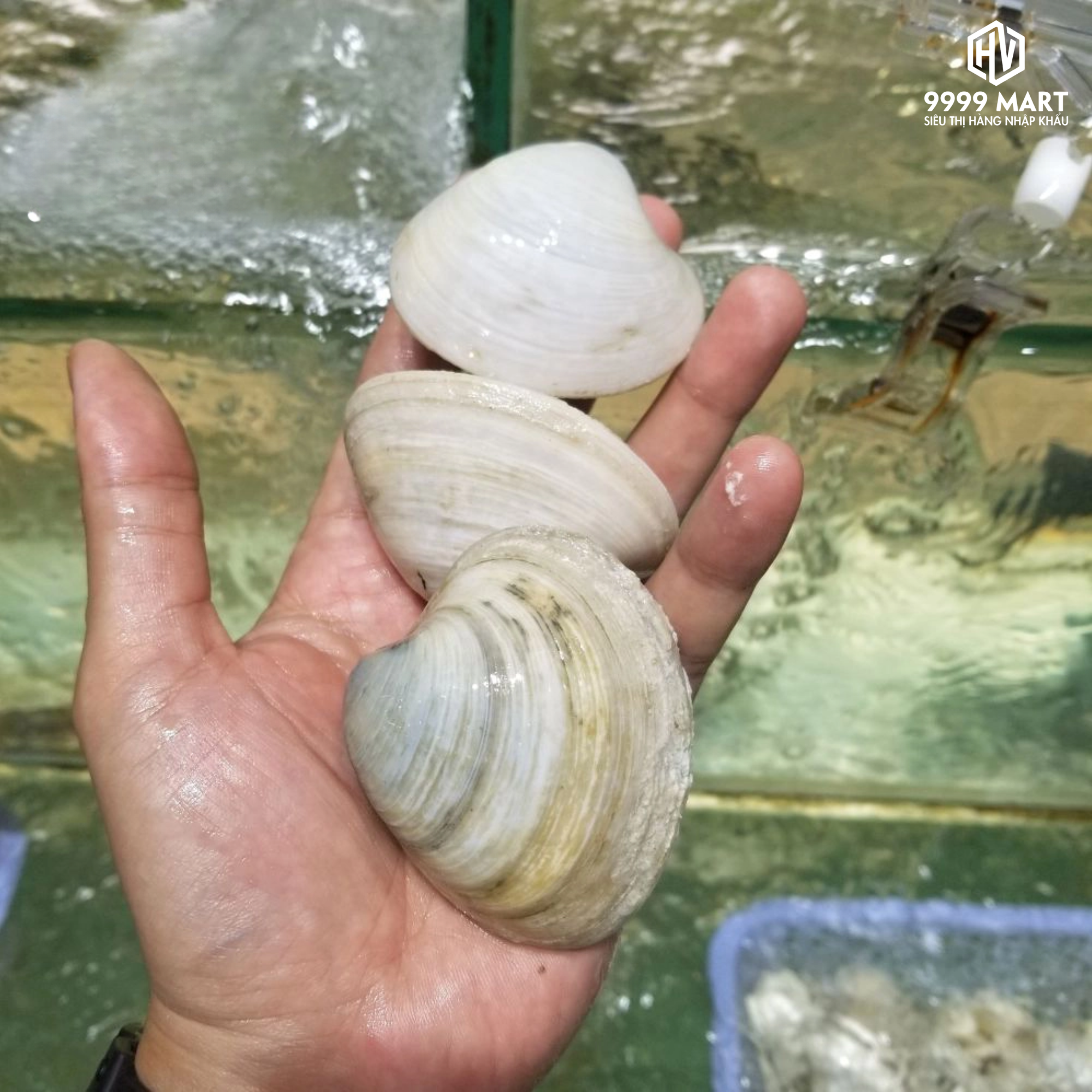 Ngao Sữa Lớn