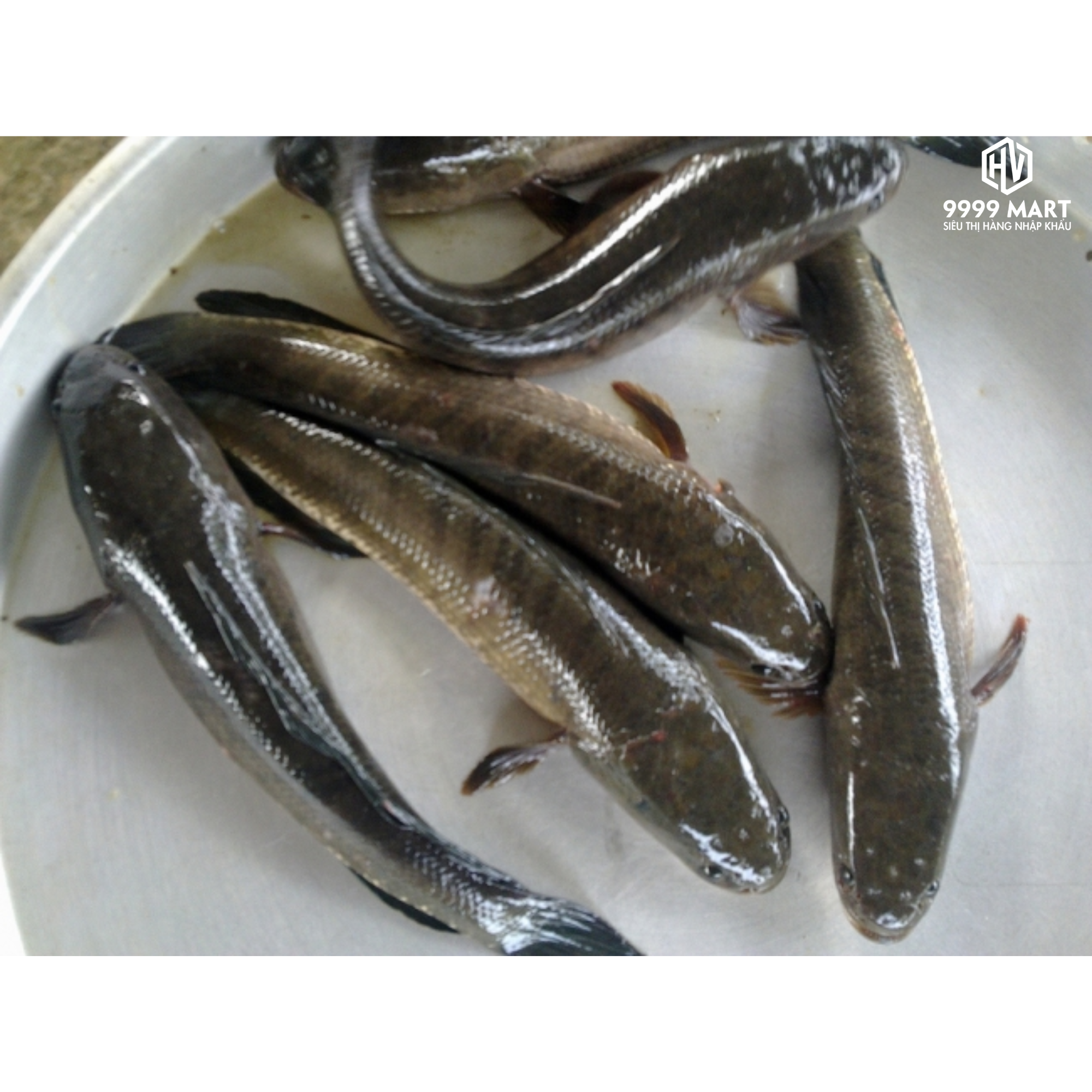 Cá Lóc Cửng