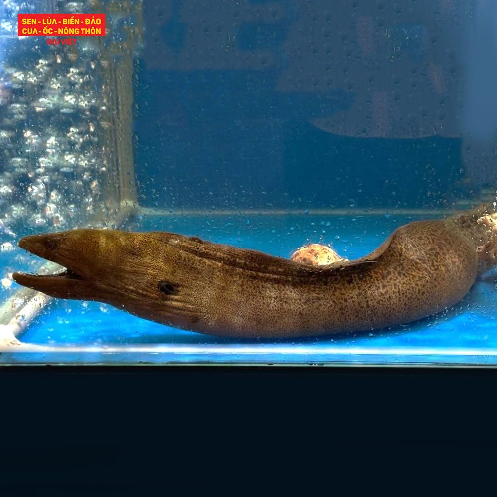 Conger Eel Stir Fry - Cá chình xào lăn (con 1,5kg)