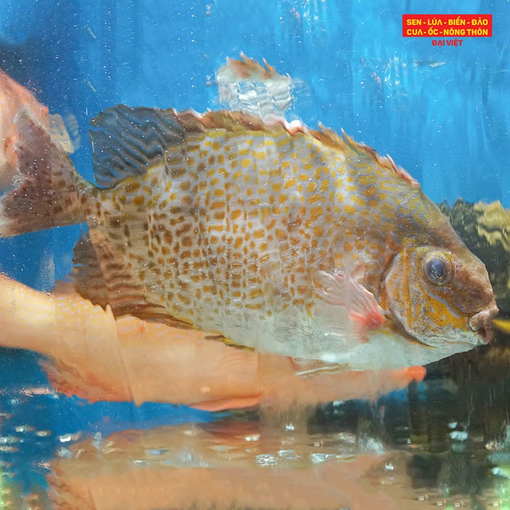 Steamed Hong Kong - Style Rabbitfish - Cá dìa bông hấp Hong Kong